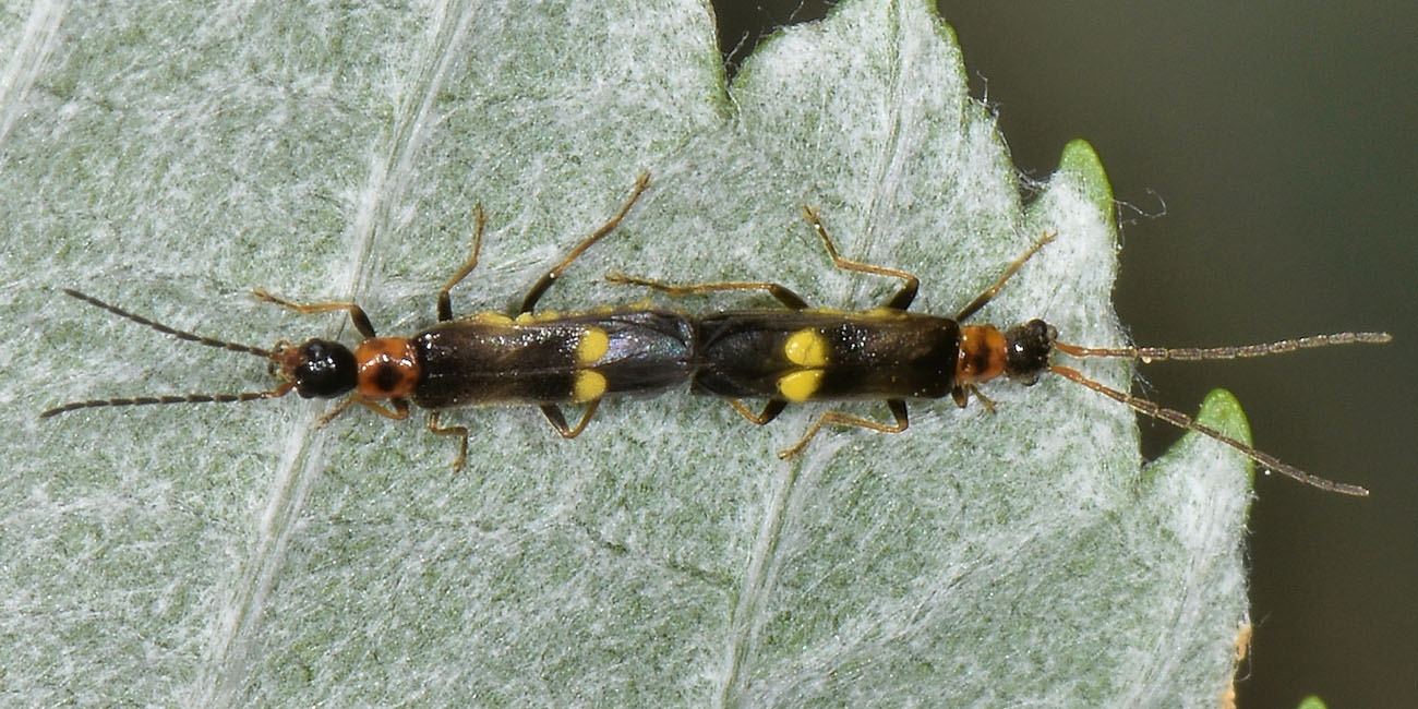 Cantharidae:  Malthodes sp?  S, Malthodes cfr. minimus